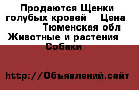 Продаются Щенки голубых кровей  › Цена ­ 5 500 - Тюменская обл. Животные и растения » Собаки   